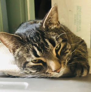 Meet your Posher, Benjamin